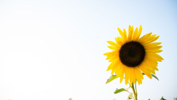 يحارب زيت دوار الشمس بقع التصبغ على البشرة (shutterstock.com)
