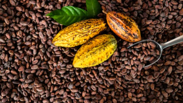 يساعد تناول الكاكاو في الوقاية من الإصابة بالسرطان  (shutterstock.com)
