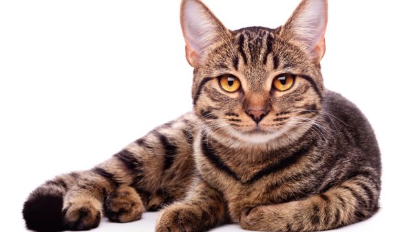 A cat. [Shutterstock]