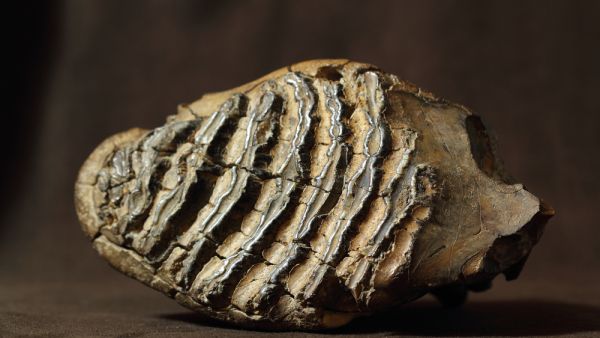 (Shutterstock/ File Photo)