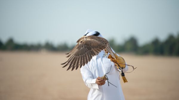 Man carrying a falcon on his hand. (Shutterstock/ File Photo)