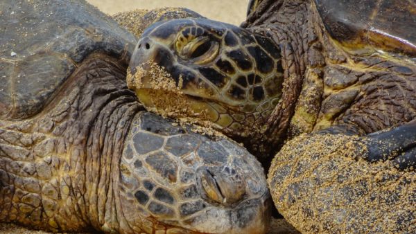 (Shutterstock/ File Photo)