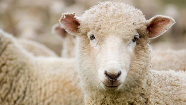 'Running of the Sheep' Festival Starts in New Zealand town