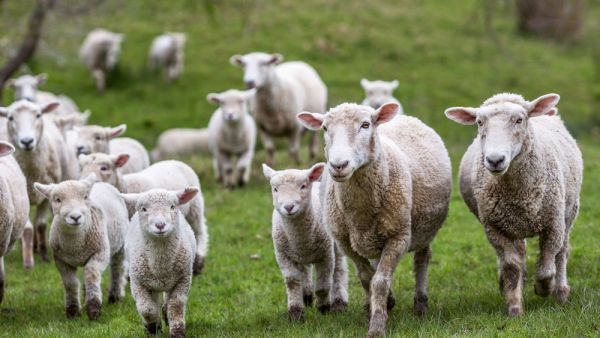 (Shutterstock/ File Photo)