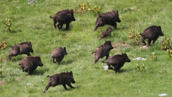Palestinian farmers have not been able to cull the wild boar population, which is increasingly wreaking more havoc. (Shutterstock)
