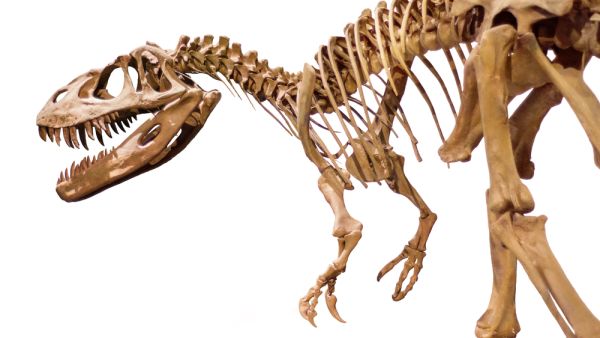 A dinosaur skeleton. (Shutterstock)