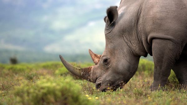 A close up photo of an endangered white rhino (Shutterstock)