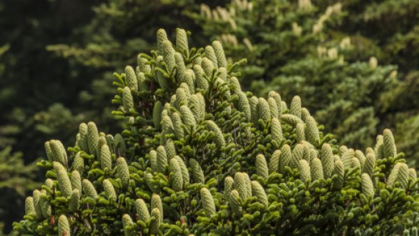 Aceh is the only province in Indonesia given regional autonomy to enforce Islamic sharia law (Shutterstock/File)