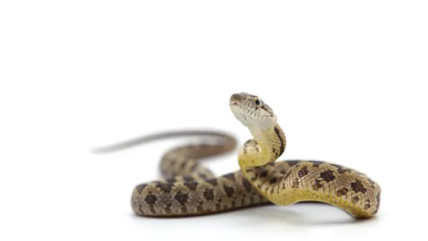 تفسير رؤية الثعابين في المنام (shutterstock.com)
