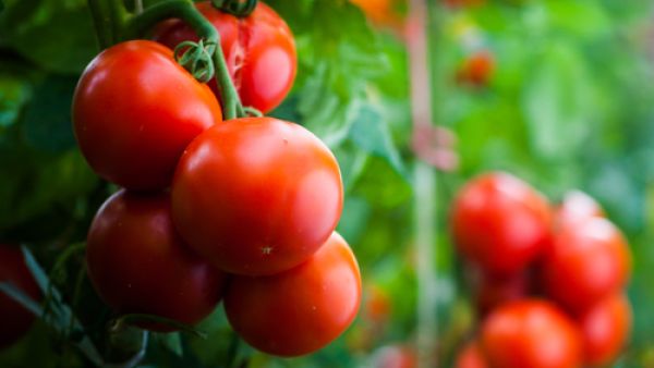 تحتوي الطماطم على مضاد الأكسدة الـ Lycopene  وطهيها يزيد كمية هذا المضاد
