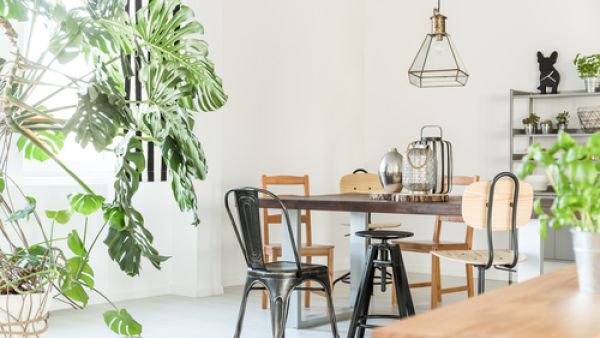 لا تنثري النباتات في جميع أرجاء الغرف (shutterstock.com)
 لا تنثري النباتات في جميع أرجاء الغرف (shutterstock.com)