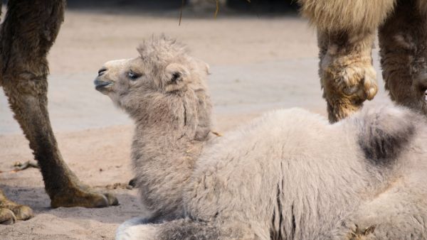 The newborn appeared engrossed while his mother competed in all the individual laps (Shutterstock/File)