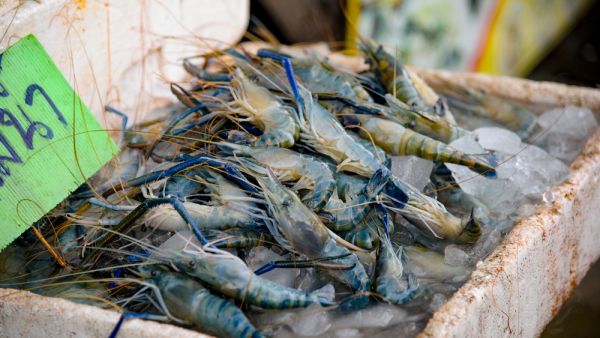 Prawns, he said, were in fact arthropods - insects - and that consuming them was prohibited (Shutterstock/File)