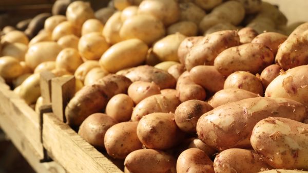 The potatoes appear to be infested with the potato cyst nematode (Shutterstock/File)