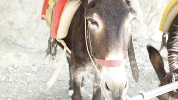 The donkey was taken to a department of veterinary medicine in Fayoum to receive treatment and care (Shutterstock/File)