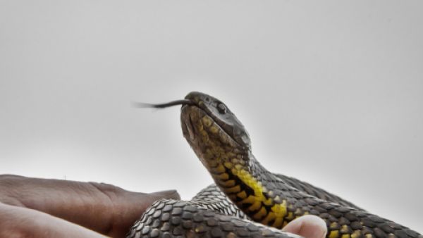 سم الأفعى يكافح الشيخوخة ويمنع التجاعيد العميقة

