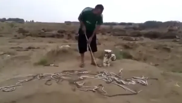  أعداد كبيرة من الثعابين بمزرعة سعودي في منطقة جازان