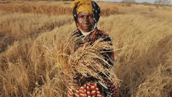 السودان المتهم بحجب الغذاء عن بعثة لحفظ سلام ينال منصبا في منظمة الأغذية والزراعة - ارشيف 
