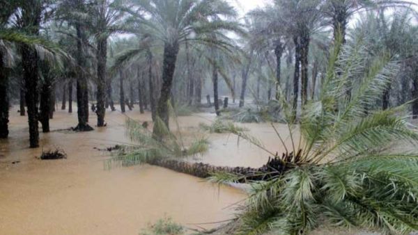 بعد سقطرى "المنكوبة".. دول عربية تتأهب لإعصار ماكونو
