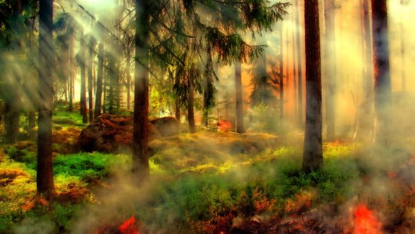 "I know a bank where the wild thyme blows." -A Midsummer Night's Dream (Wikipedia) 