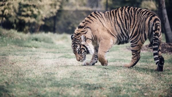 A tiger goes for a walk at a Russian shopping mall. (Pexels)