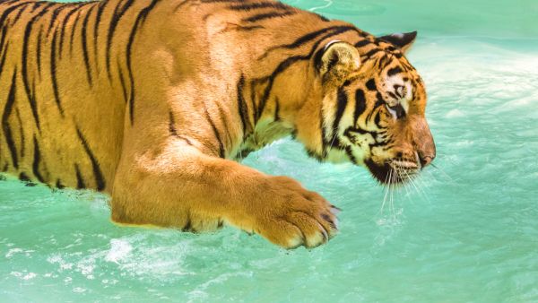 Five tigers were captured on video having a swim near the Burj al-Arab in Dubai. (Shutterstock)