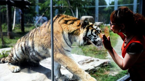 A visitor in Shanghai looks at a tiger in a glass enclosure. (AFP/File)
