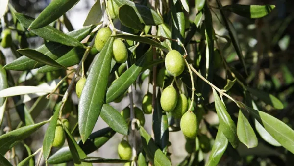 Tunisia took the leading position in the competition which evaluated 910 extra virgin olive oils from 27 countries. (File photo)