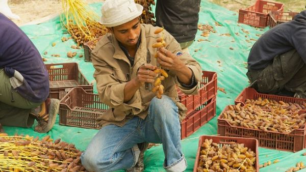 14.2 percent prefer the Tunisian product by "love for the motherland". (Shutterstock)