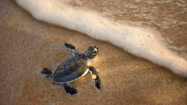 Baby turtles rapidly move toward the sea after hatching, otherwise they lose their navigation skills. (Shutterstock)