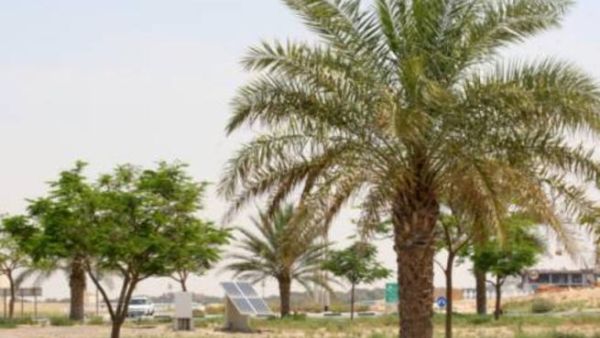 A landscaped roundabout in Al Warqa being irrigated using solar pump. Photo via XPRESS
