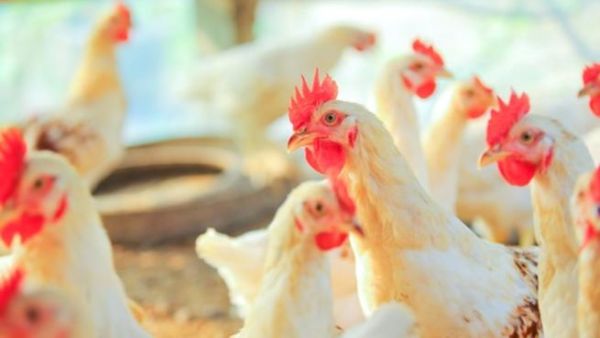Who fine is your feathered friend? Saudi farmers will decide this Friday in Riyadh's chicken beauty pageant (Shutterstock) 
