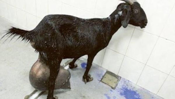 Goat with 15kg tumor (Photo Gulf News/Dubai Municipality)