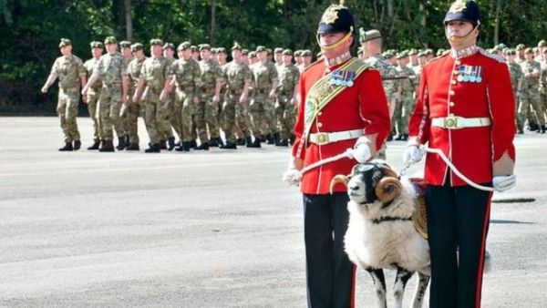 ترقية خروف الى رتبة رقيب في الجيش البريطاني