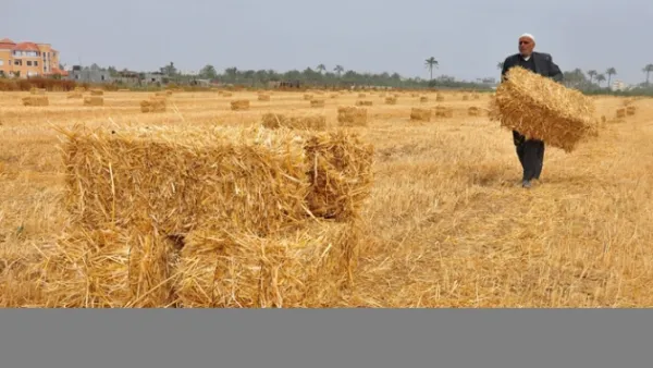 Egypt's state grain buyer said the purchase is due for an early July shipment. 