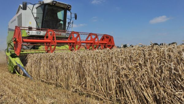 Iran expects to export 1 million tonnes of surplus wheat and its products this year. (AFP/ File) Iran expects to export 1 million tonnes of surplus wheat and its products this year. (AFP/ File)