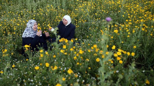Palestinian women, who fled the Yarmuk Palestinian refugee camp in Syria, pick wild mustard flowers which grow in fields across the Gaza Strip. (AFP/File)