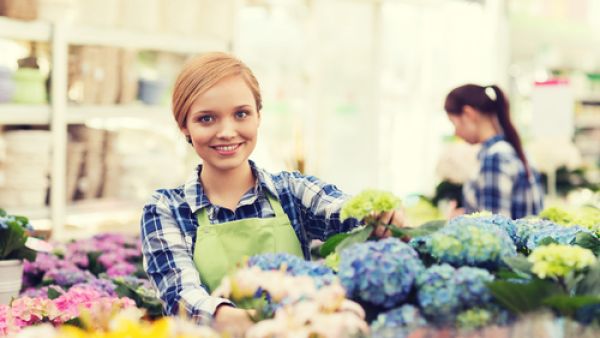 ينصح بقطف الورود الأمامية والإبتعاد عن قطف الورود الخلفية ينصح بقطف الورود الأمامية والإبتعاد عن قطف الورود الخلفية