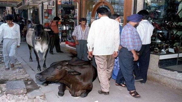 تنتشر في الهند بشكل كبير عادة الانتقام من كل من يتسبب بالأذى للبقر