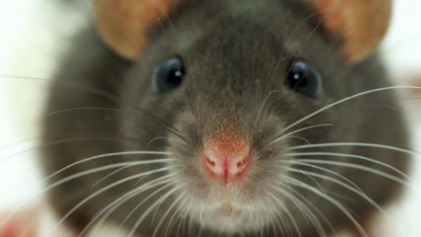 Traps are being set and the village is still searching for the killer mouse. [artsonline]