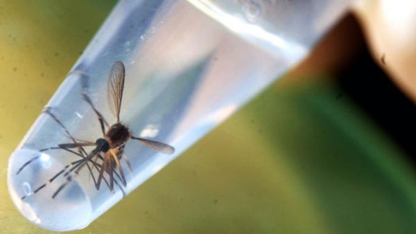 Along with dengue, Rift Valley fever, and the West Nile vrus, these pesky little creatures could also bring the Zika virus to the MENA region. (AFP/File)