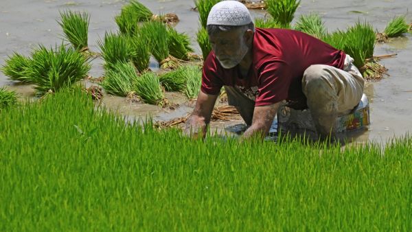 Cereal shortage in India threatens higher inflation