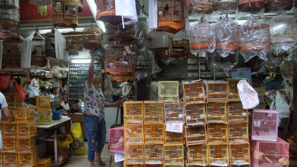 Here’s What Needs to Be Done in Animal Markets