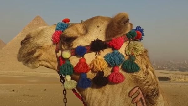 اكذوبة انفلونزا الابل في قطر.. من اين وكيف انتشرت؟