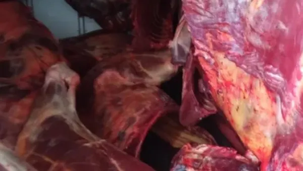 ضبط مذبح للحمير في مزرعة غربي الجزائر