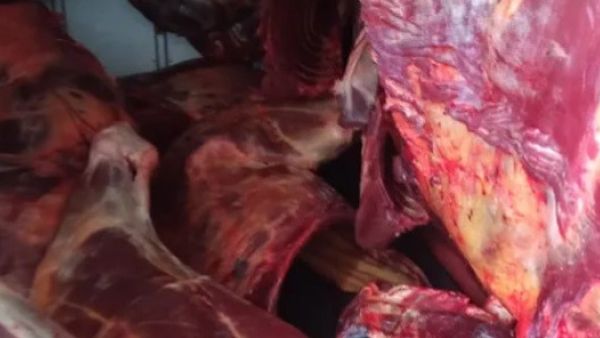 ضبط مذبح للحمير في مزرعة غربي الجزائر