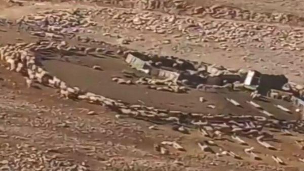 ما علاقة دوران الأغنام في الاردن بعلامات الساعة؟