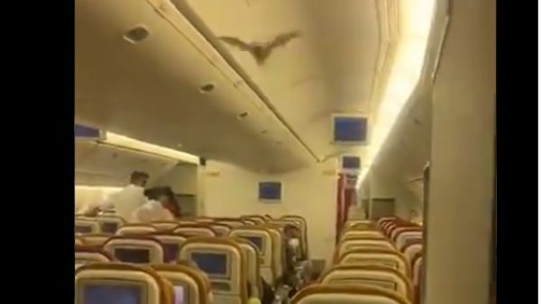 شاهد.. خفاش يجبر طائرة هندية على الهبوط بعد اقتحامه درجة رجال الأعمال 