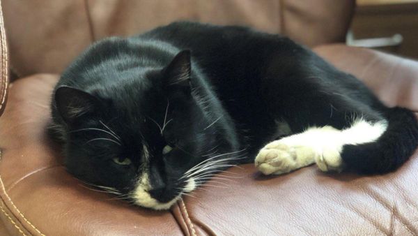 تعيين قط روسي في منصب "نائب وزير"!