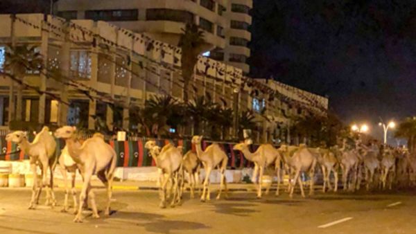 إجلاء جمال من ميناء طرابلس بليبيا بعد تعرضه لقصف